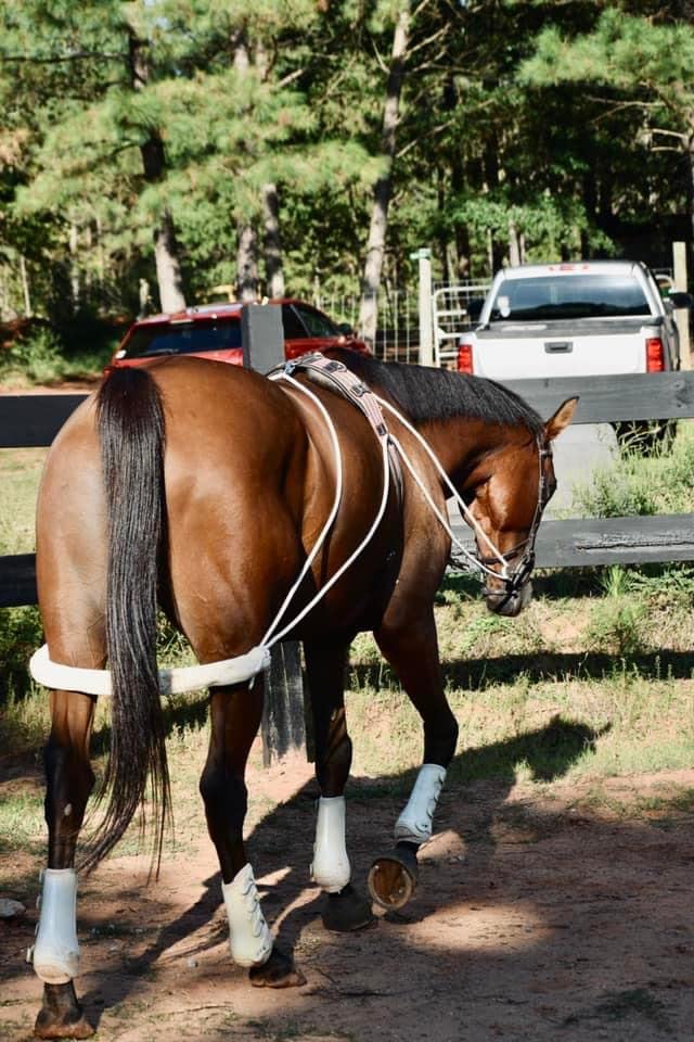 Leaders Training or Lungeing Aid for Horse - color: Black