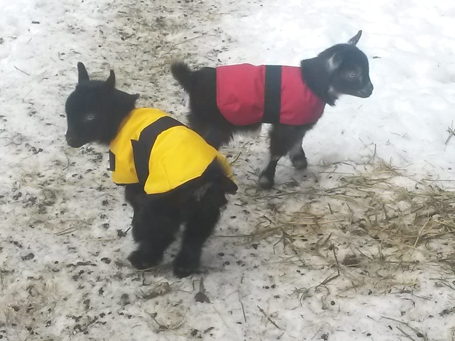 Insulated Kid Coats for Newborn Goats 14" - Burgundy