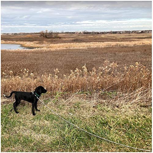 BTINESFUL Dog Tie Out Long Tether Rope Dog Lead for Yard 8/12/20/30/50/75ft - color: Beige Black, size: 30 Foot
