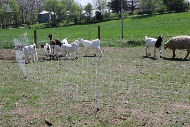 Premium Electric Sheep & Goat Netting Kit- AC Energizer (9/35/8) for Backyards, Homesteaders, and Livestock Owners