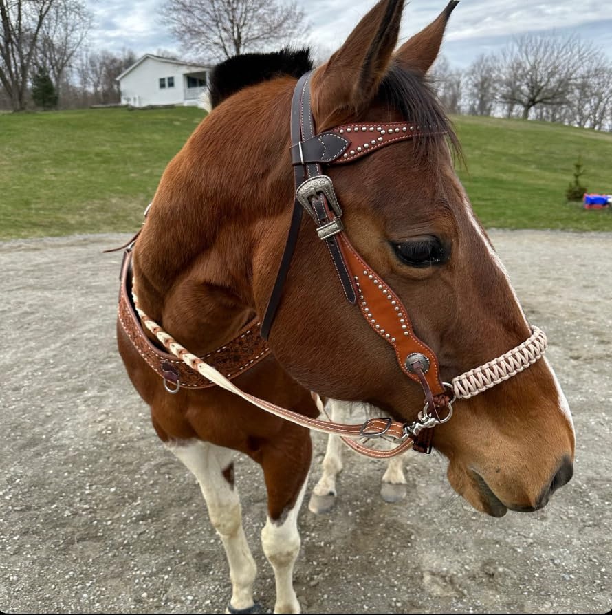 Desert sand side pull hackamore attachment bitless bridle, horse tack