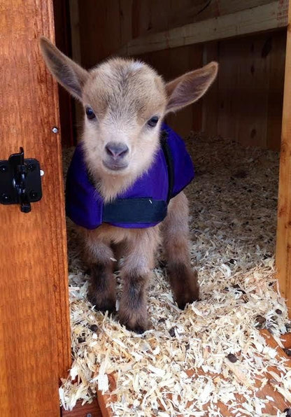 Insulated Kid Coats for Newborn Goats 12"- Blue