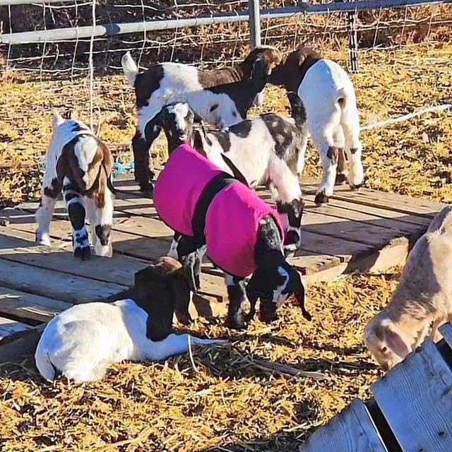 Insulated Kid Coats for Newborn Goats 14" - Burgundy