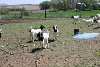 Premium Electric Sheep & Goat Netting Kit- AC Energizer (9/35/8) for Backyards, Homesteaders, and Livestock Owners