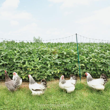 Premier 1 PoultryNet® Plus, Starter Kit for Chickens – 48"H x 100'L