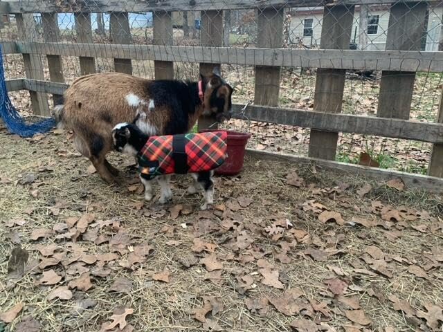 Insulated Kid Coats for Newborn Goats 14" - Dark Green