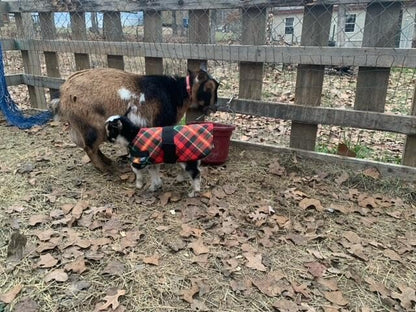Insulated Kid Coats for Newborn Goats 14" - Dark Green
