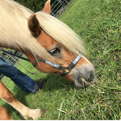 Patterned Nylon Adjustable Horse Halters with Padded Noseband and Matching 10’ Soft Grip Lead Rope with one Year Warranty - color: Paisley and Charcoal