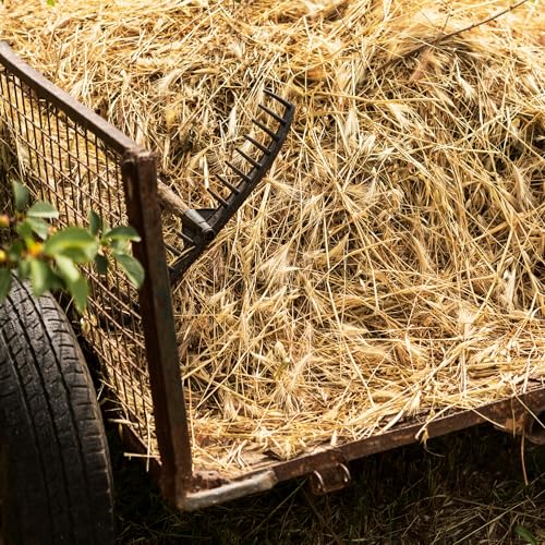 High Desert 2nd Cutting Timothy Hay for Rabbits, Guinea Pigs, 16 lb | Soft Leafy Texture With Balanced Fiber, Supports Healthy Digestion, Great For Chinchillas, Hand Packed in the USA, Low Dust - size: 16 Pound (Pack of 1)