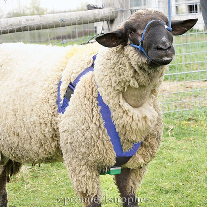 Premier 1 Deluxe Marking Harness for Sheep Breeding | For medium-large rams & bucks. 2" wide nylon straps distribute pressure. Padded straps prevent abrasion. Large snap buckles.