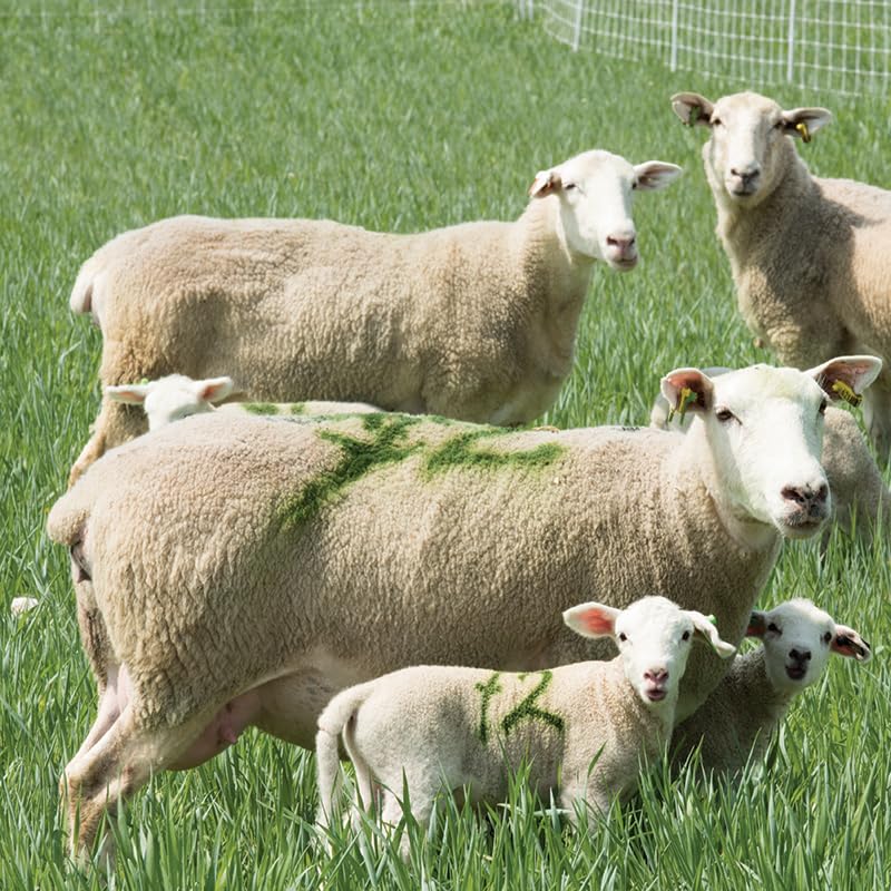 Sprayline Marking Paint for Sheep & Livestock (400mL - Green) - style: 400mL - Green