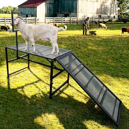 Adjustable Metal Goat Milking Stand，600LBS with Ramp & Feed Bin