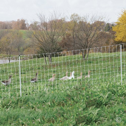 Premier 1 PoultryNet® Electric Fence for Chickens – 42"H x 164'L