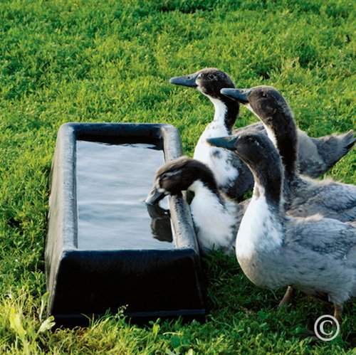 Premier 1 PortaTrough™ 5 – Portable Feed & Water Trough – 61" L x 12.5" W | Portable design. For grain, salt, mineral or water. For sheep, goats, ducks, geese & poultry. 61"L x 12.5"W x 6.25"D.