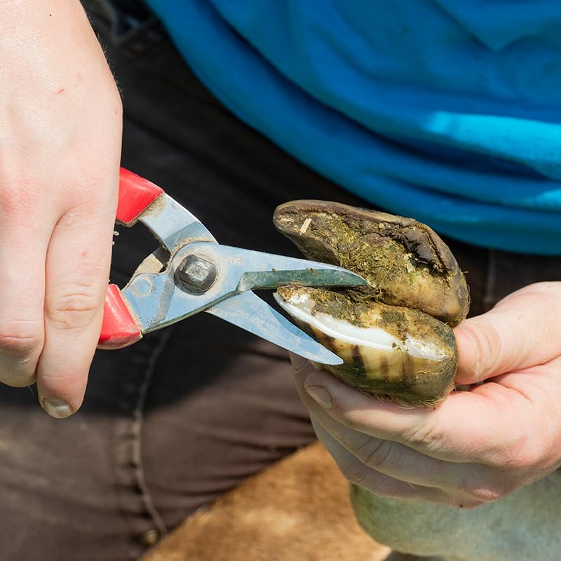 ARS 140DXR Smooth Blade Hoof Trimmer & Garden Pruning Shears | Gold standard for goat & sheep hoof trimming. Rounded tips safe for cleaning & probing. Japanese steel blades, 7.5" overall. - size: 7.5 inches