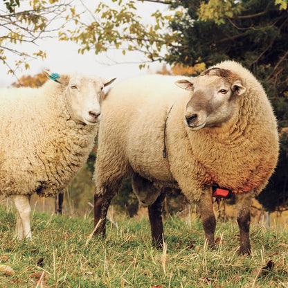 Premier 1 Nylon Marking Harness for Sheep Breeding