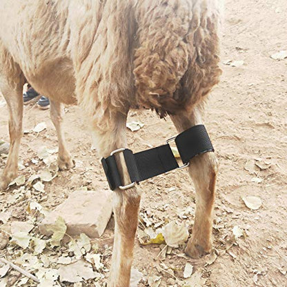 Goat Hobbles Binding Tool for Milk A Difficult Goat