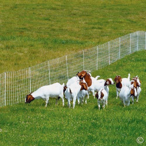 Premier 1 ElectroStop® Double Spike Fence – Sheep & Goats – 42"H x 164'L