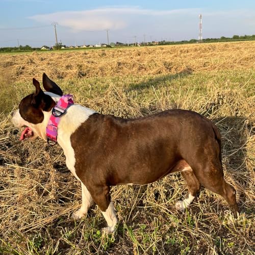 ADITYNA Heavy Duty Dog Collar for Medium Dogs with Traffic Handle - color: Camo Pink Purple, size: Medium: Fit 15-19" Neck