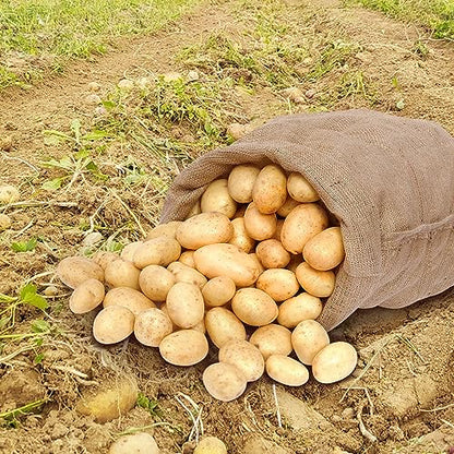 4Pcs 24"x40" Breathable Natural Burlap Bags with Rope for Potato Storage | Reusable, Thickened Jute Food Storage Sacks, Helps Potatoes/ Onions/ Root Vegetables Stay Fresh - size: 24'' x40''