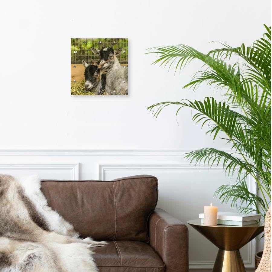 3dRose Two Young African Pygmy Goat Kids snuggled Together. 10x10 Wall Clock