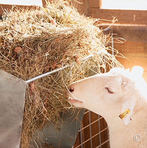 Premier 1 Grain & Hay Feeder | Hang over panels or gates via L-hooks. Reduces waste. Metal construction won't crack or fade. For sheep & goats.