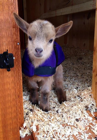 Insulated Kid Coats for Newborn Goats 14" - Black