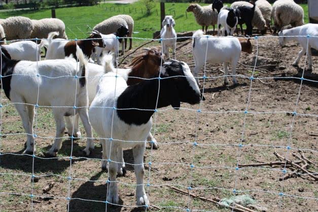 Premium Electric Sheep & Goat Netting Kit- AC Energizer (9/35/8) for Backyards, Homesteaders, and Livestock Owners