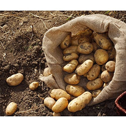 4Pcs 19.5"x35" Breathable Natural Burlap Bags with Rope for Potato Storage | Reusable, Thickened Jute Food Storage Sacks, Helps Potatoes/ Onions/ Root Vegetables Stay Fresh - size: 19.5" x 35"
