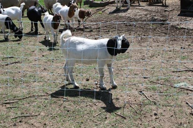 All-Purpose Electric Utility Netting (35" x 82') Electric Fence for Goats, Sheep, Gardens, Beehives, Dogs, and More for Backyards, Homesteads, Farms and Ranches - size: 35" x 82'