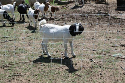 All-Purpose Electric Utility Netting (35" x 82') Electric Fence for Goats, Sheep, Gardens, Beehives, Dogs, and More for Backyards, Homesteads, Farms and Ranches - size: 35" x 82'
