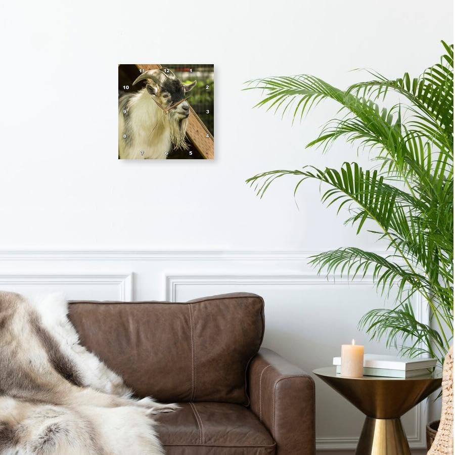 3dRose Adult African Pygmy Goat. 10x10 Wall Clock
