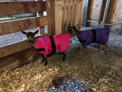 Insulated Coats for Newborn Goats 12" - Yellow