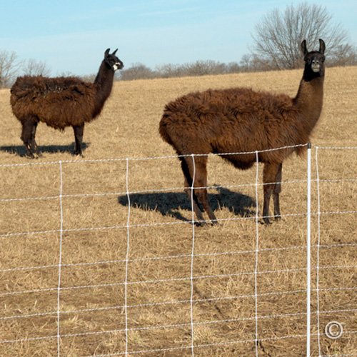 Premier 1 ElectroStop® Double Spike Fence – Sheep & Goats – 42"H x 164'L