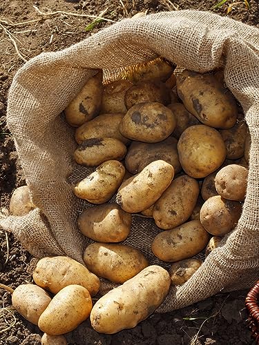 4Pcs 24"x40" Breathable Natural Burlap Bags with Rope for Potato Storage | Reusable, Thickened Jute Food Storage Sacks, Helps Potatoes/ Onions/ Root Vegetables Stay Fresh - size: 24'' x40''