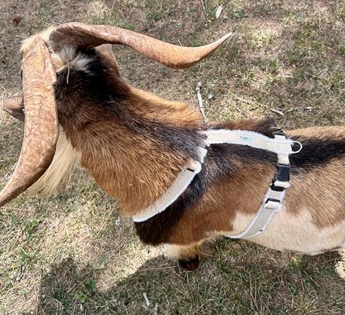 Asatre Goat Harness - Adjustable Livestock Harness – X-Large - size: X-Large