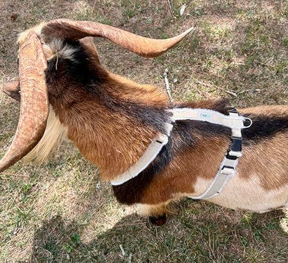 Asatre Goat Harness - Adjustable Livestock Harness – X-Large - size: X-Large