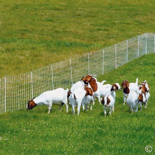 Premier 1 ElectroStop® Single Spike Fence – Sheep & Goats – 42"H x 164'L