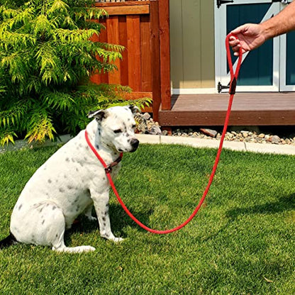Pet Emergency Survival Kit for Big Dogs