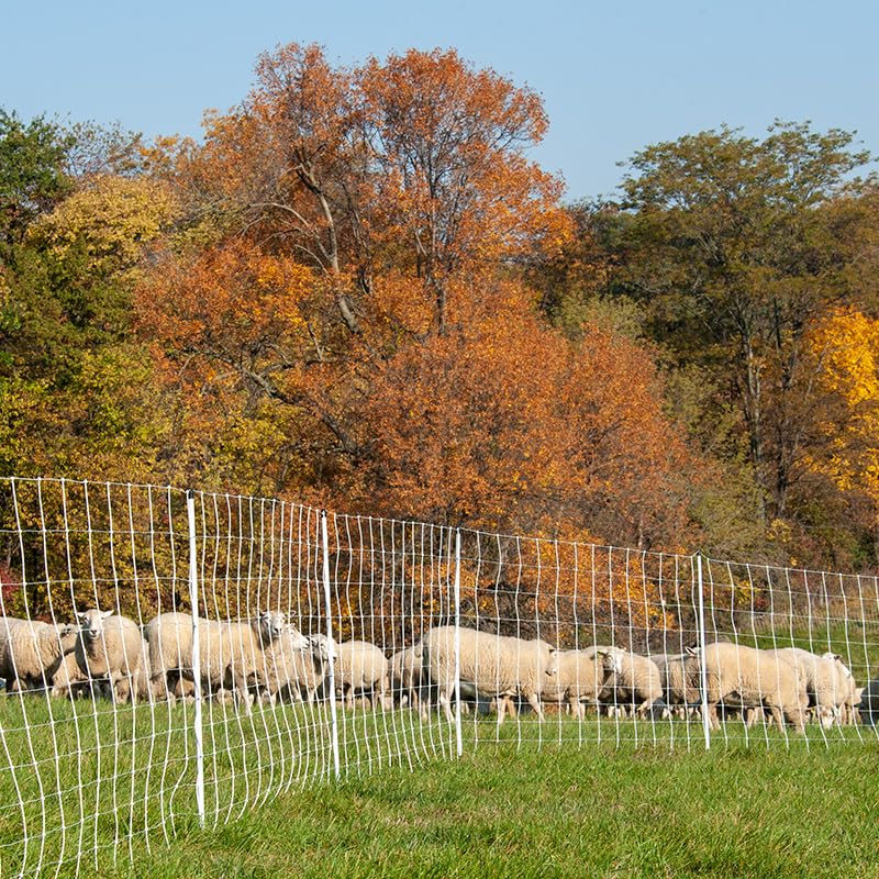 Premier 1 ElectroFence® Plus, Double Spike – Sheep & Goats – 48"H x 100'L | White/black, double spike. For sheep, goats, cattle & guard dogs. Posts every 6.8 ft to reduce sag. Keeps out deer & bears.