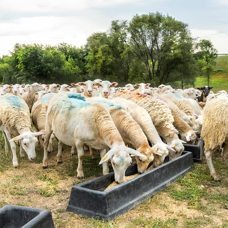 Premier 1 PortaTrough™ 5 – Portable Feed & Water Trough – 61" L x 12.5" W | Portable design. For grain, salt, mineral or water. For sheep, goats, ducks, geese & poultry. 61"L x 12.5"W x 6.25"D.