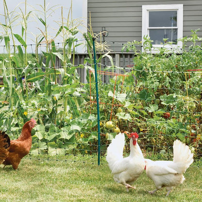 Premier 1 PoultryNet® Plus, Electric Fence for Chickens – 42"H x 100'L - style: Green/Black