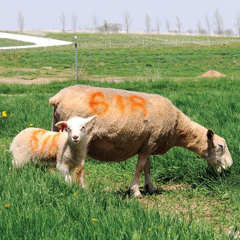 Sprayline Marking Paint for Sheep & Livestock (400mL - Orange) - style: 400mL - Orange