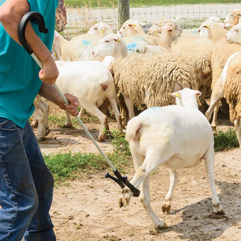 Premier 1 KiwiCrook™ - 53" Leg and Neck Sheep Crook with Fiberglass Shaft