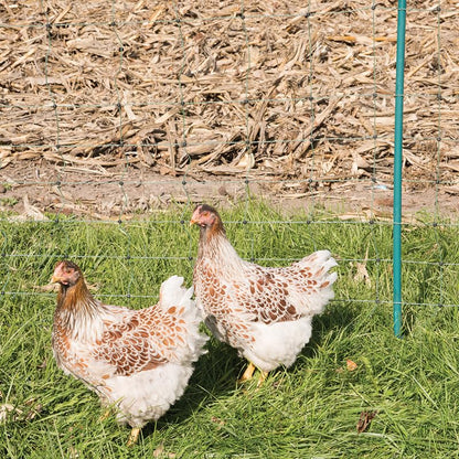 Premier 1 PoultryNet® Plus, Starter Kit for Chickens – 48"H x 100'L