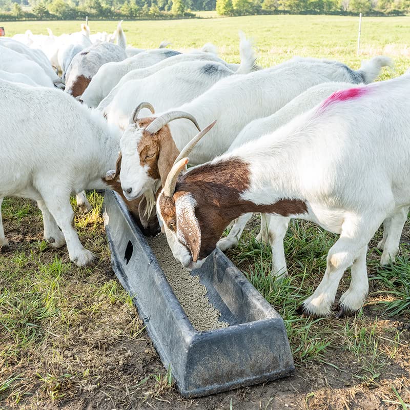 Premier 1 PortaTrough™ 5 – Portable Feed & Water Trough – 61" L x 12.5" W | Portable design. For grain, salt, mineral or water. For sheep, goats, ducks, geese & poultry. 61"L x 12.5"W x 6.25"D.