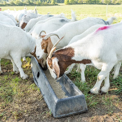 Premier 1 PortaTrough™ 5 – Portable Feed & Water Trough – 61" L x 12.5" W | Portable design. For grain, salt, mineral or water. For sheep, goats, ducks, geese & poultry. 61"L x 12.5"W x 6.25"D.
