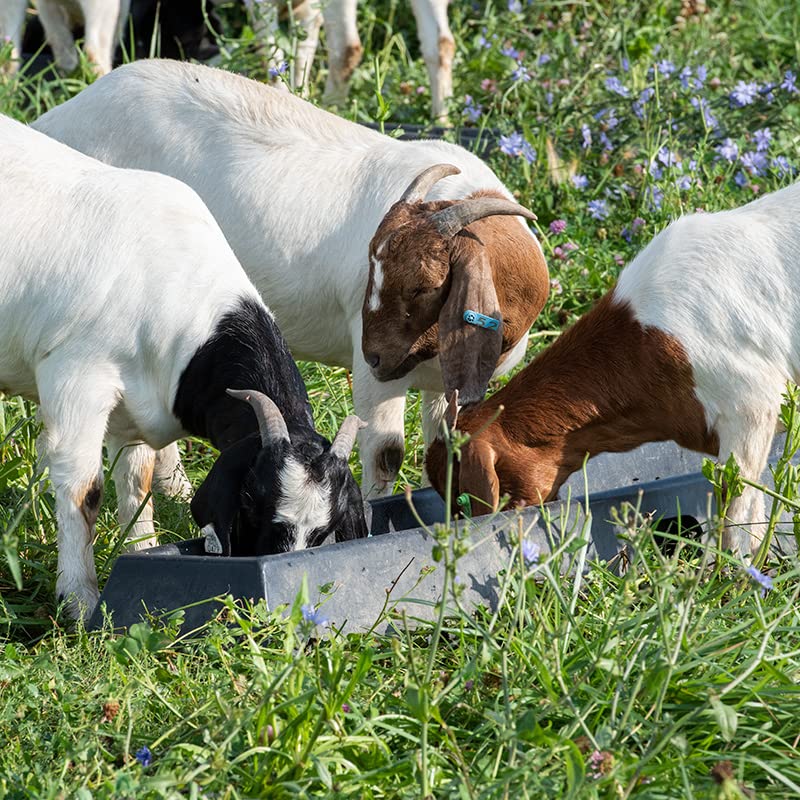 Premier 1 PortaTrough™ 5 – Portable Feed & Water Trough – 61" L x 12.5" W | Portable design. For grain, salt, mineral or water. For sheep, goats, ducks, geese & poultry. 61"L x 12.5"W x 6.25"D.