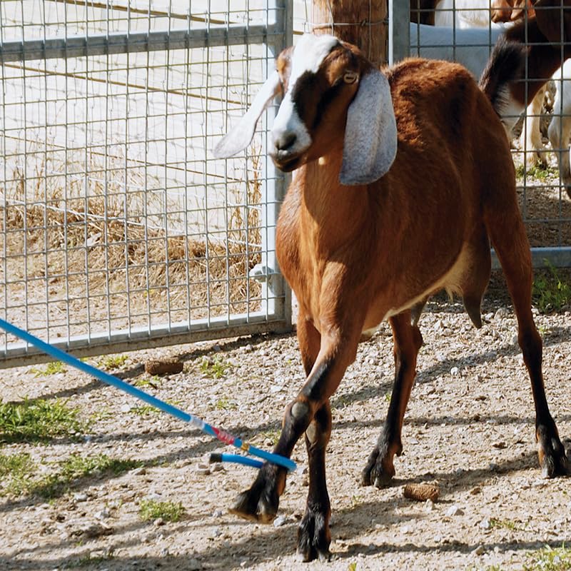 Premier 1 Blue Leg Aluminum Crook | Sheep & Goat | 54"