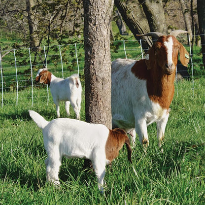 Premier 1 ElectroStop® Electric Fence for Sheep & Goats – 42"H x 100'L
